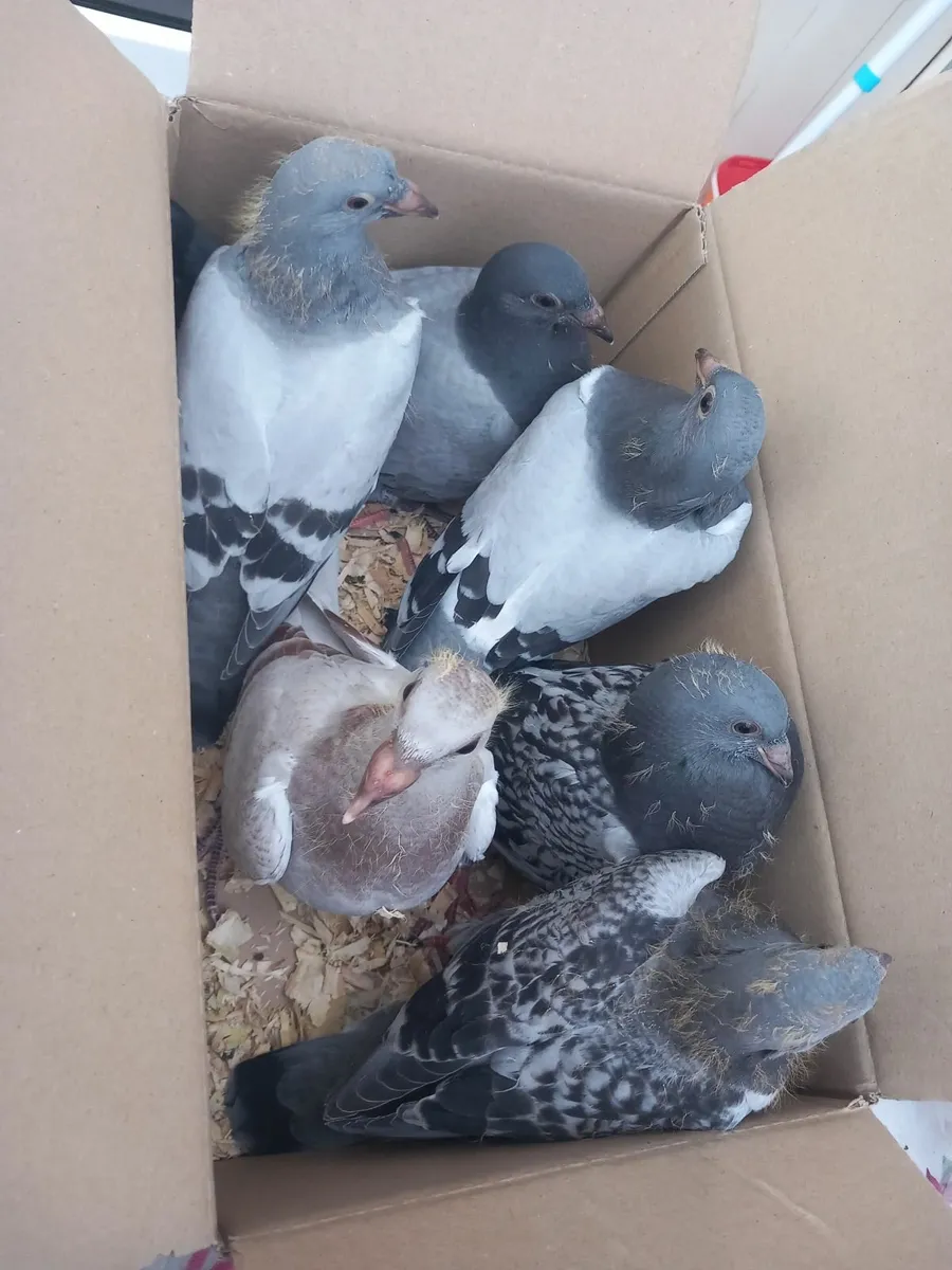 Pigeons - Image 3
