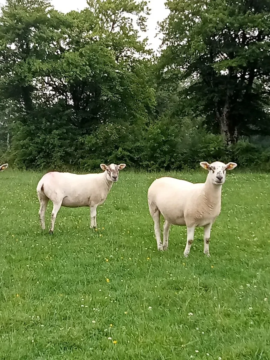 Texel Mule Ewe Hoggets - Image 1