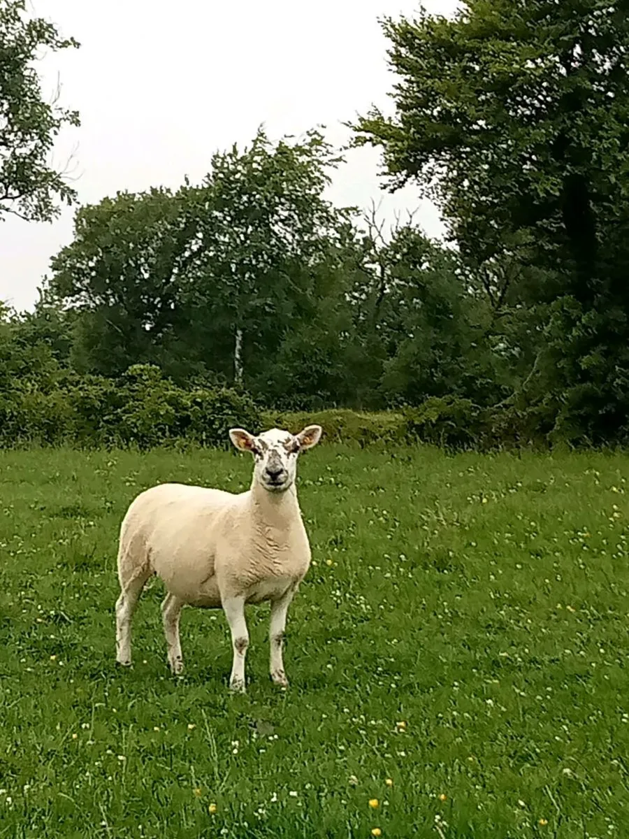 Texel Mule Ewe Hoggets - Image 2