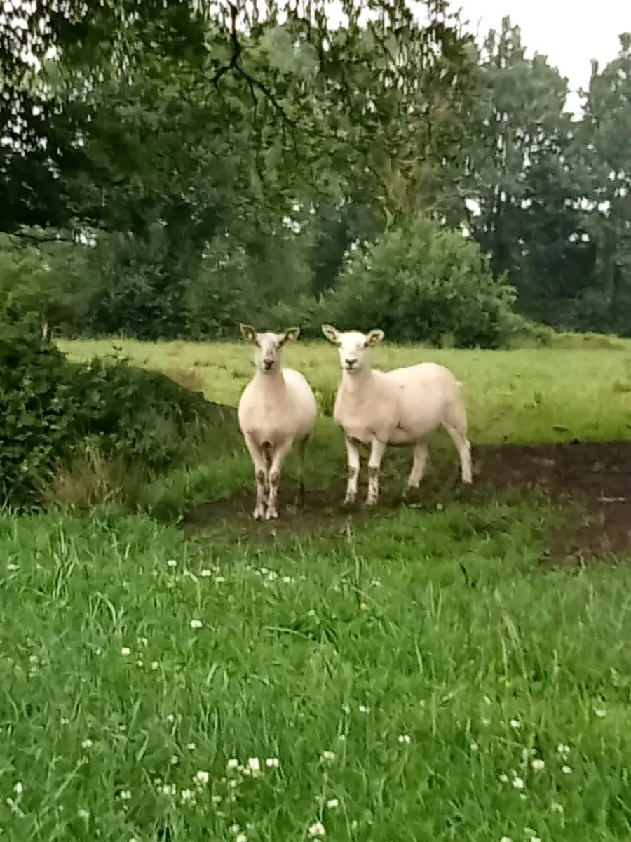 Texel Mule Ewe Hoggets - Image 3