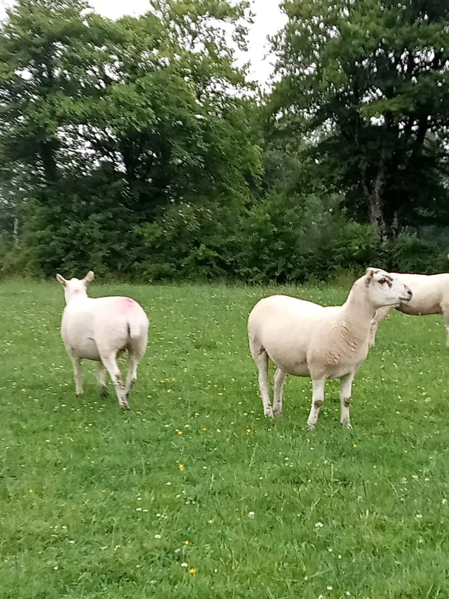 Texel Mule Ewe Hoggets - Image 4