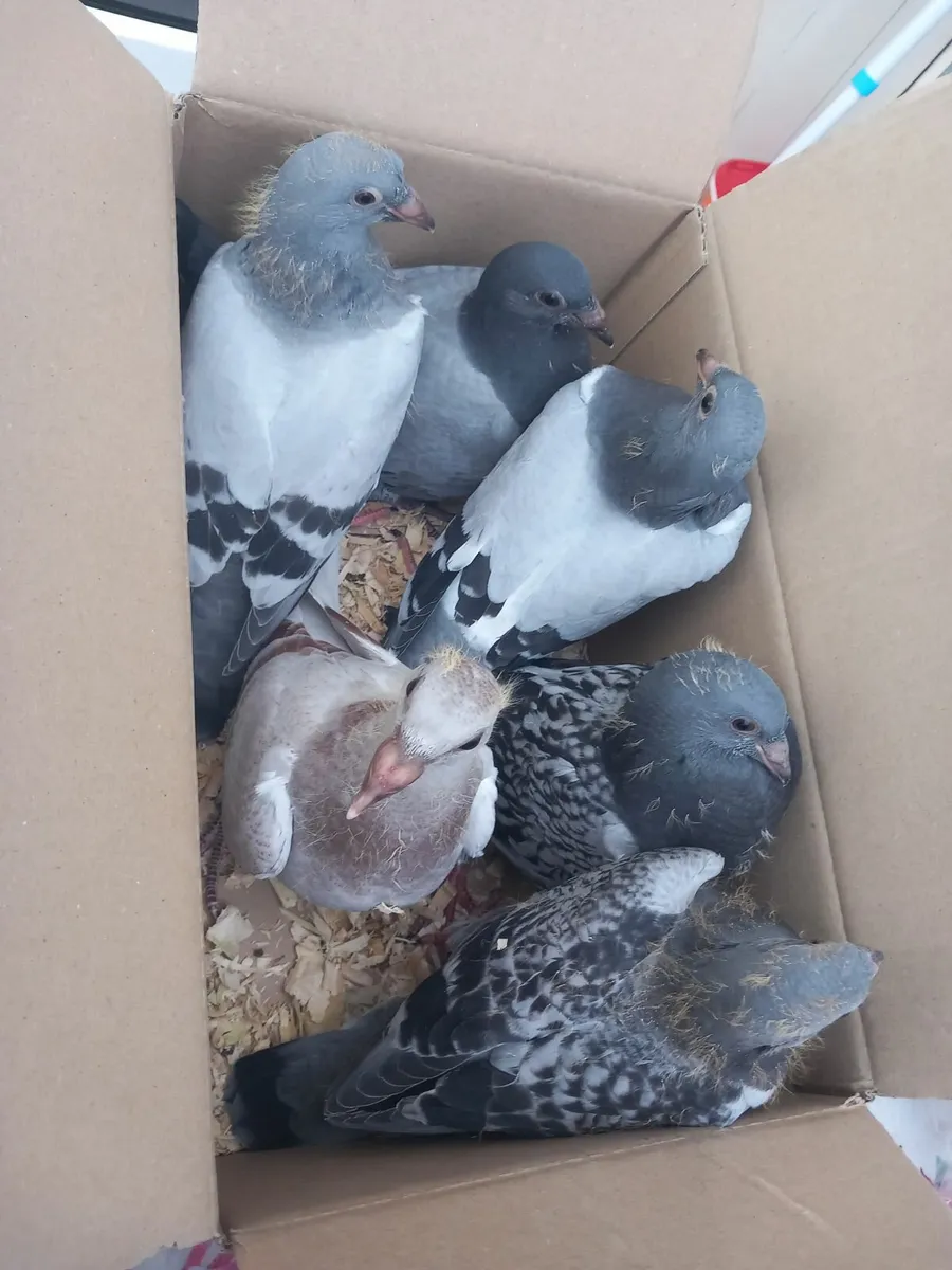 Pigeons - Image 4