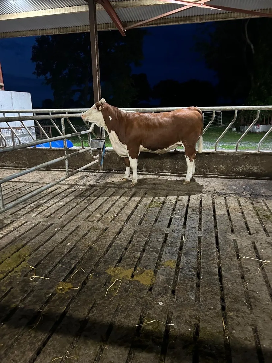 Heifers for sale - Image 1