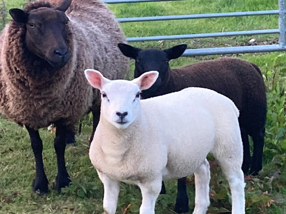 Sheep - Image 1