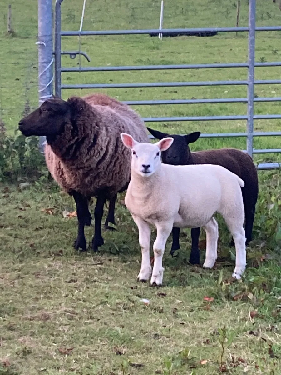 Sheep - Image 2