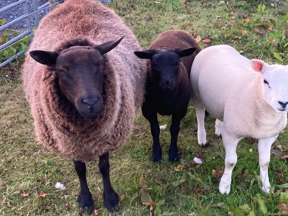 Sheep - Image 3