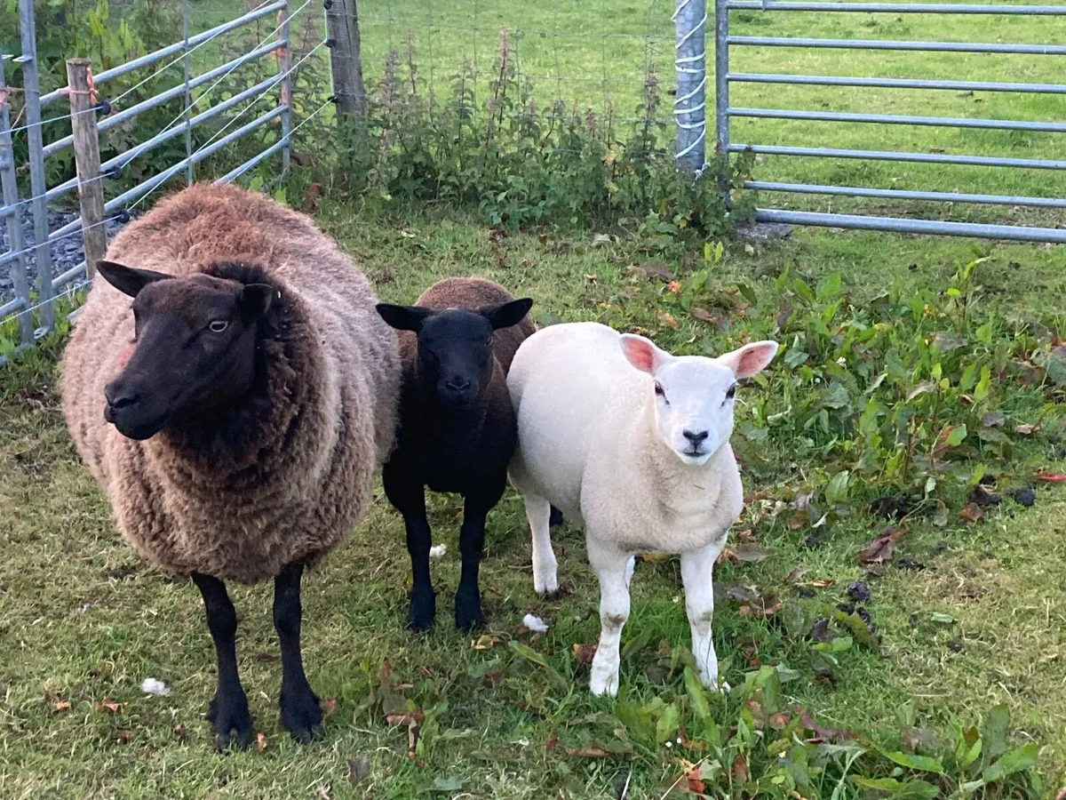 Sheep - Image 4