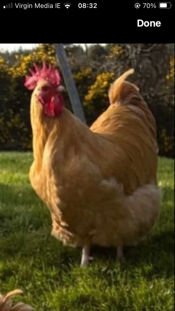 Buff Orpington hens, Chicks and Rooster - Image 1