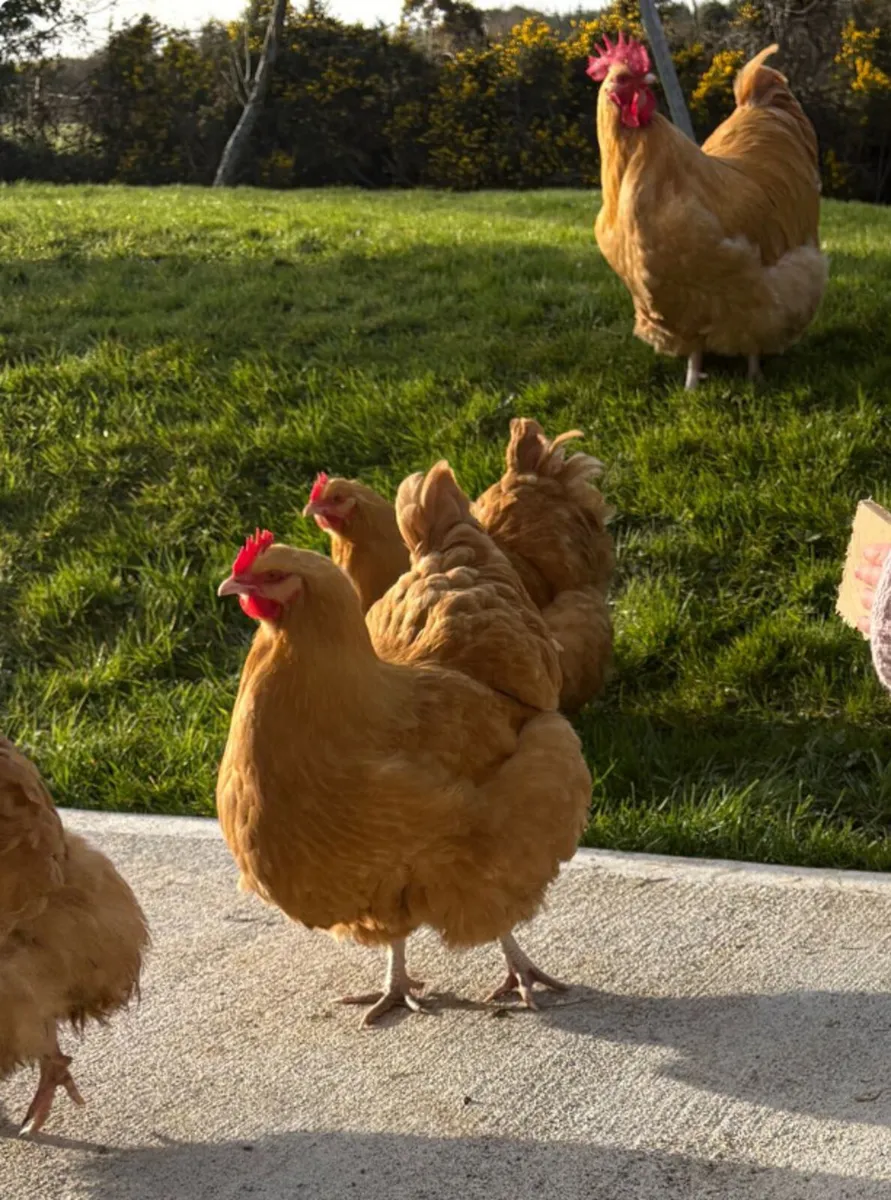 Buff Orpington hens, Chicks and Rooster - Image 2