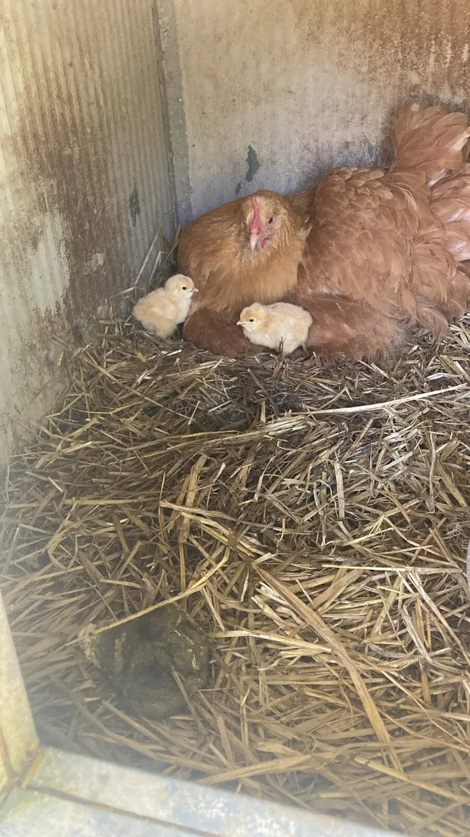 Buff Orpington hens, Chicks and Rooster - Image 4
