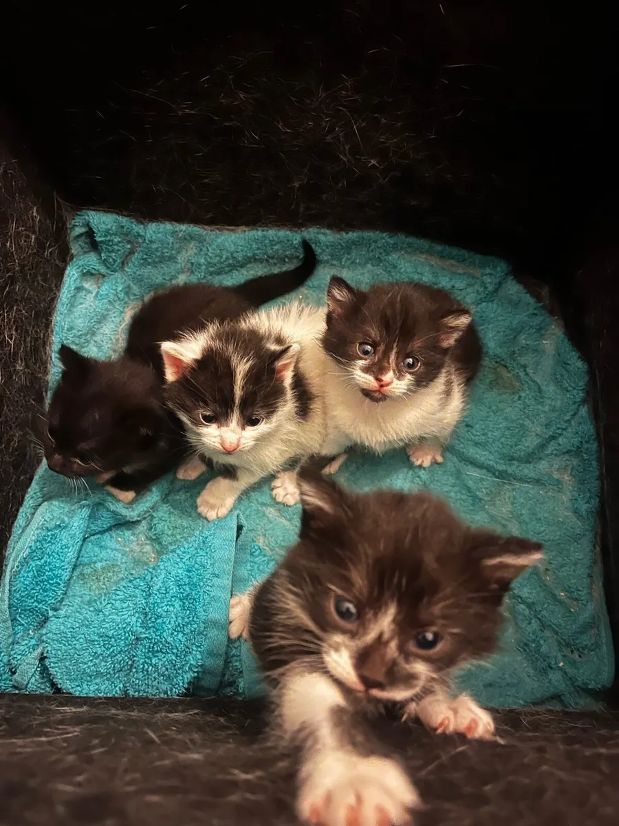 Kittens - Image 1