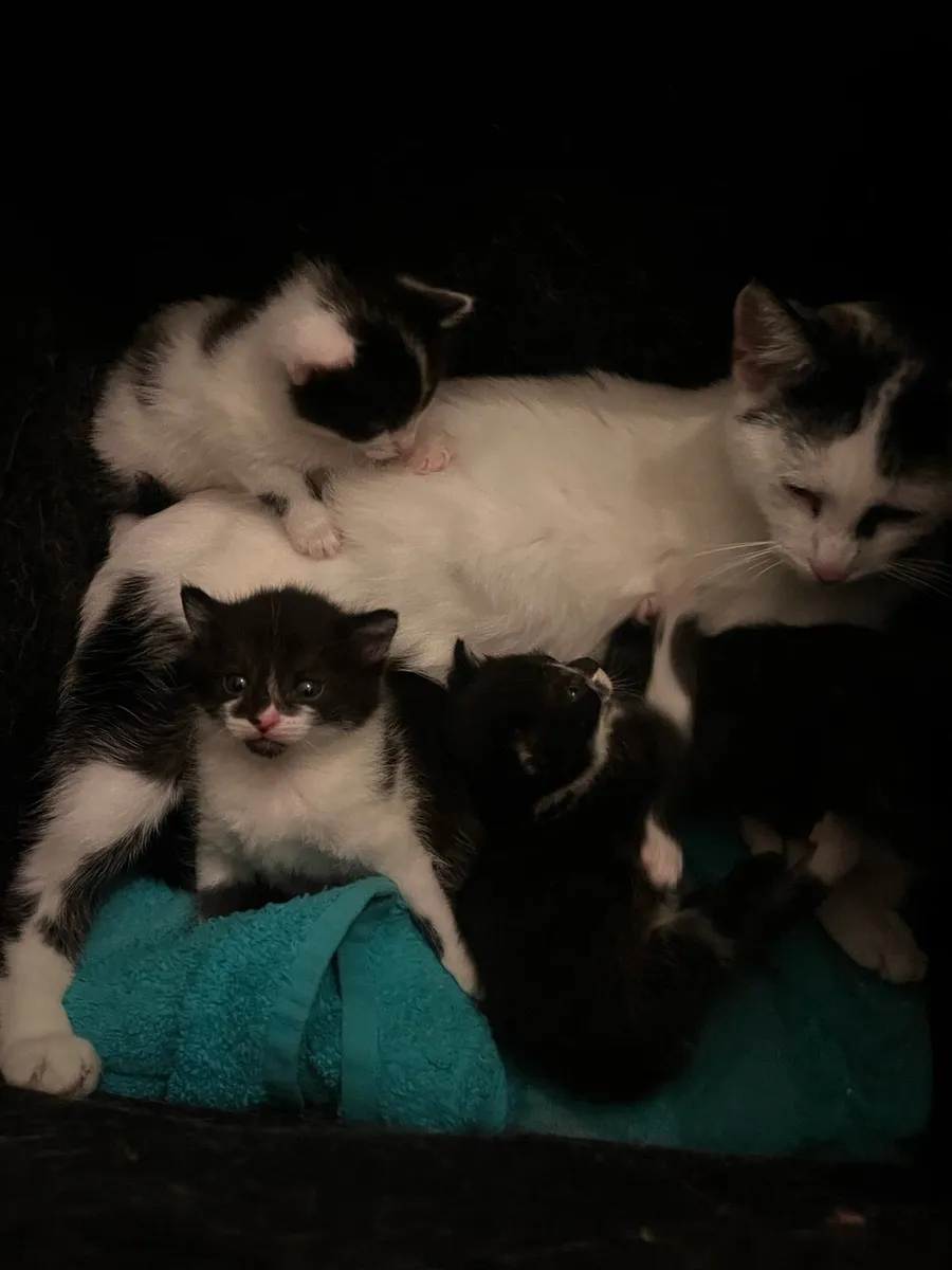 Kittens - Image 2