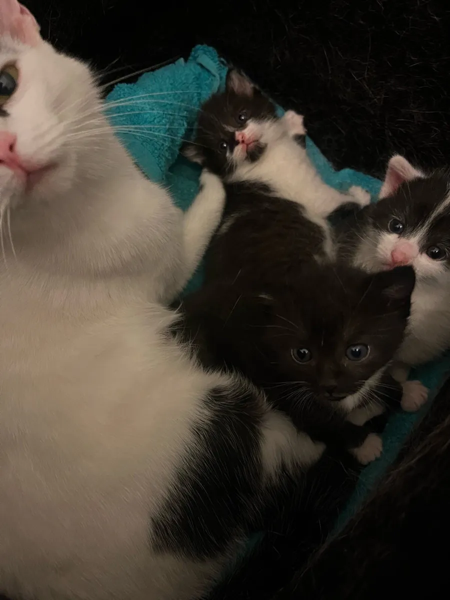 Kittens - Image 3