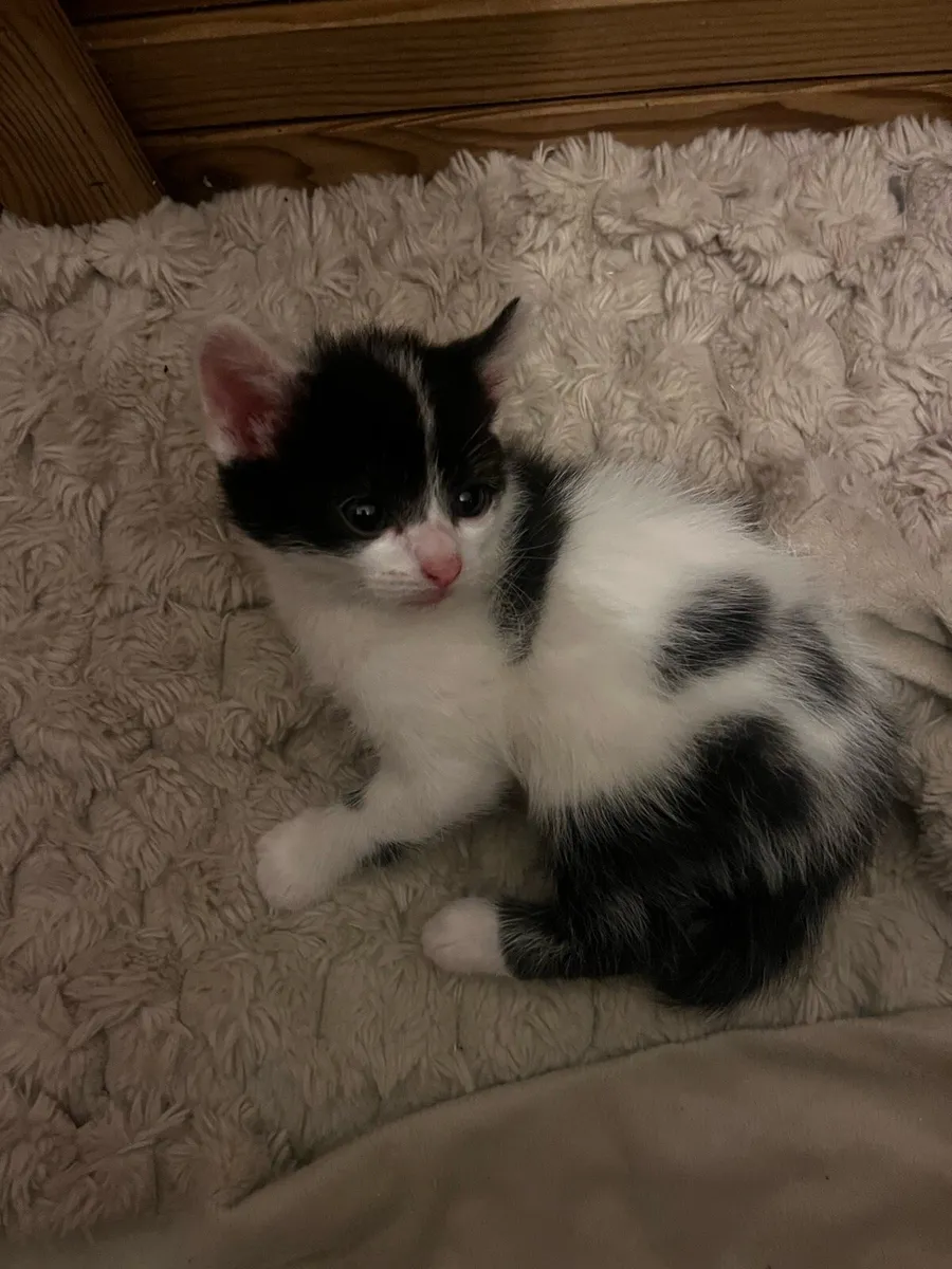 Kittens - Image 4