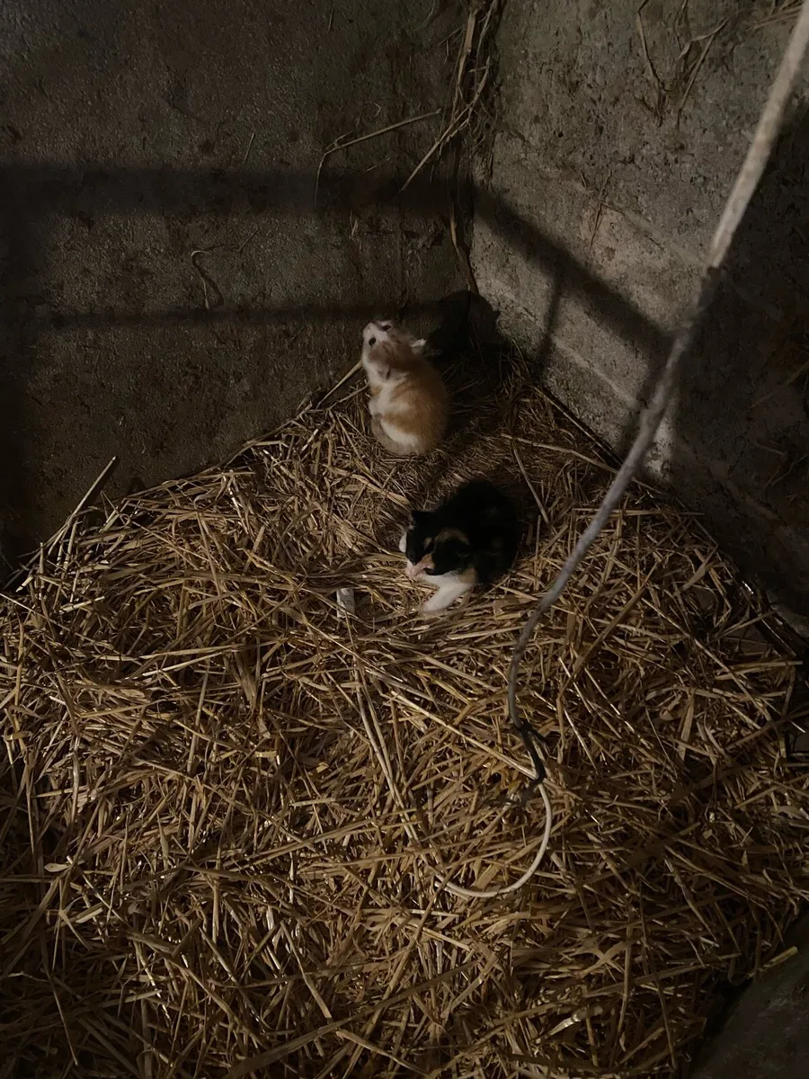 Cats - Image 2
