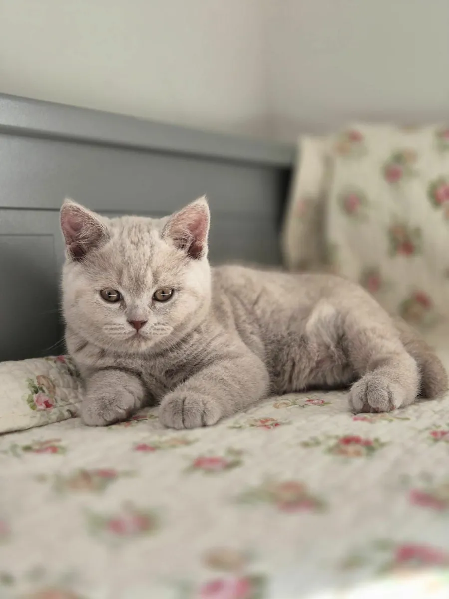 Pedigree British Shorthair Kittens - GCCFI - Image 1