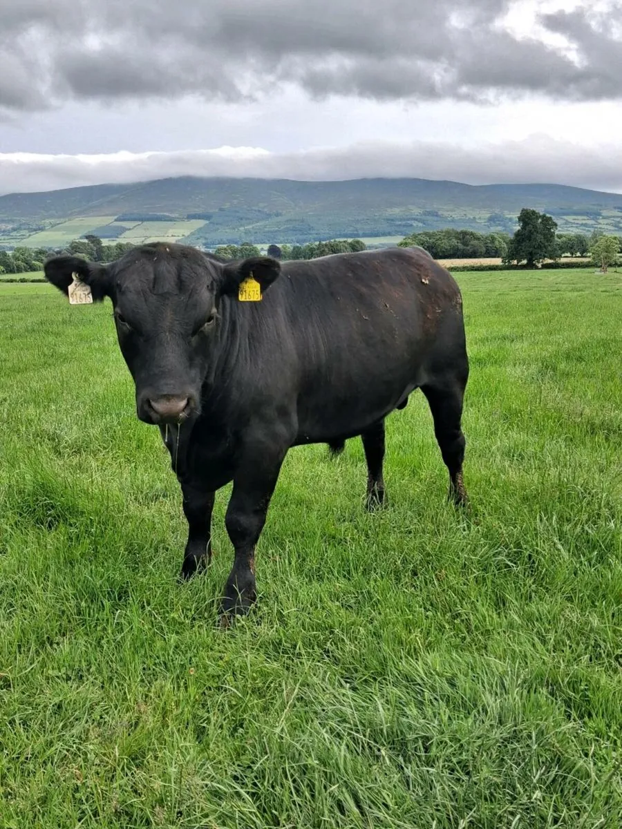 *****Angus bull***** - Image 2