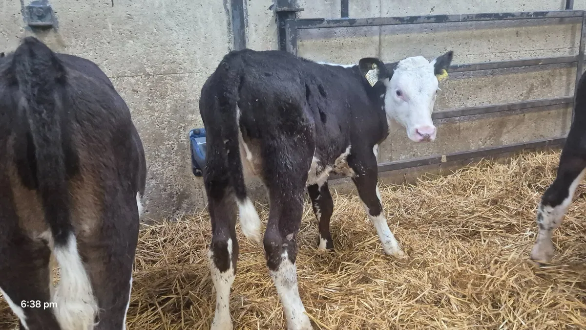 12 Hereford heifers for sale - Image 1