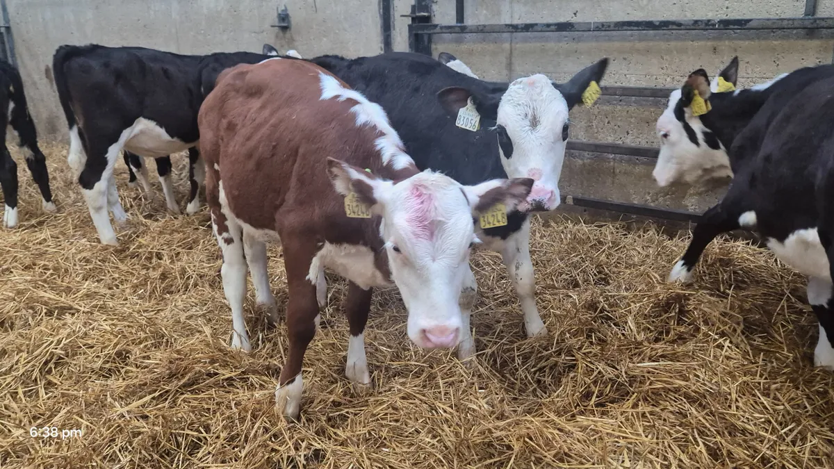 12 Hereford heifers for sale - Image 4