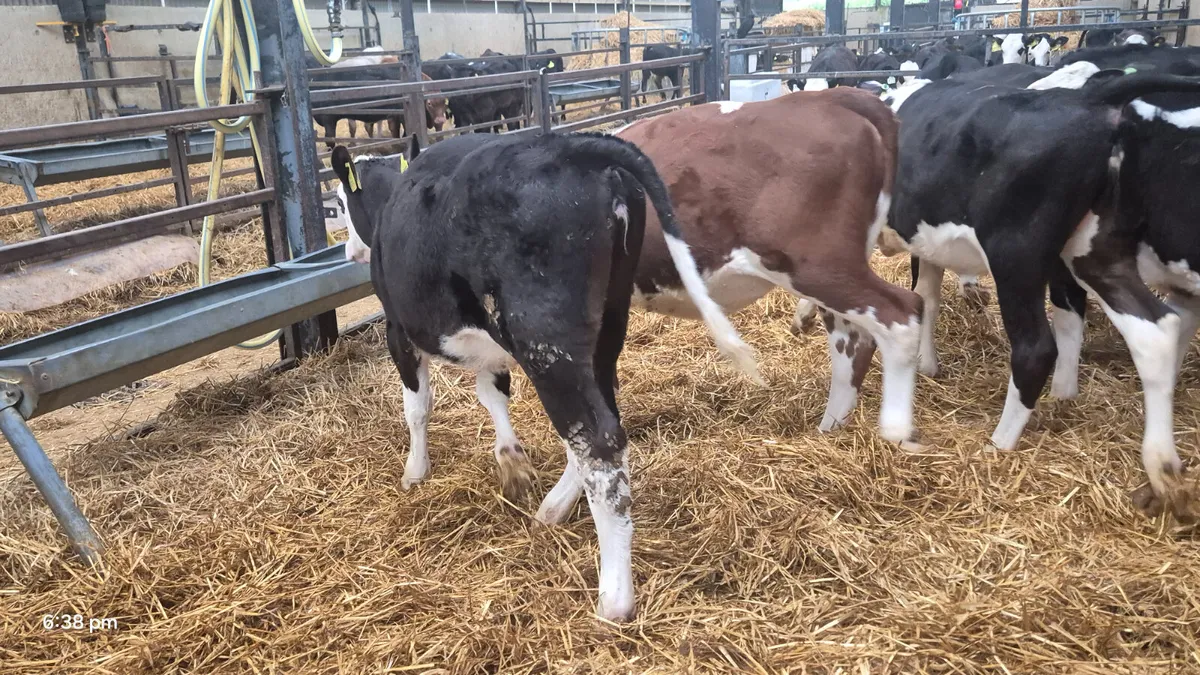 12 Hereford heifers for sale - Image 3
