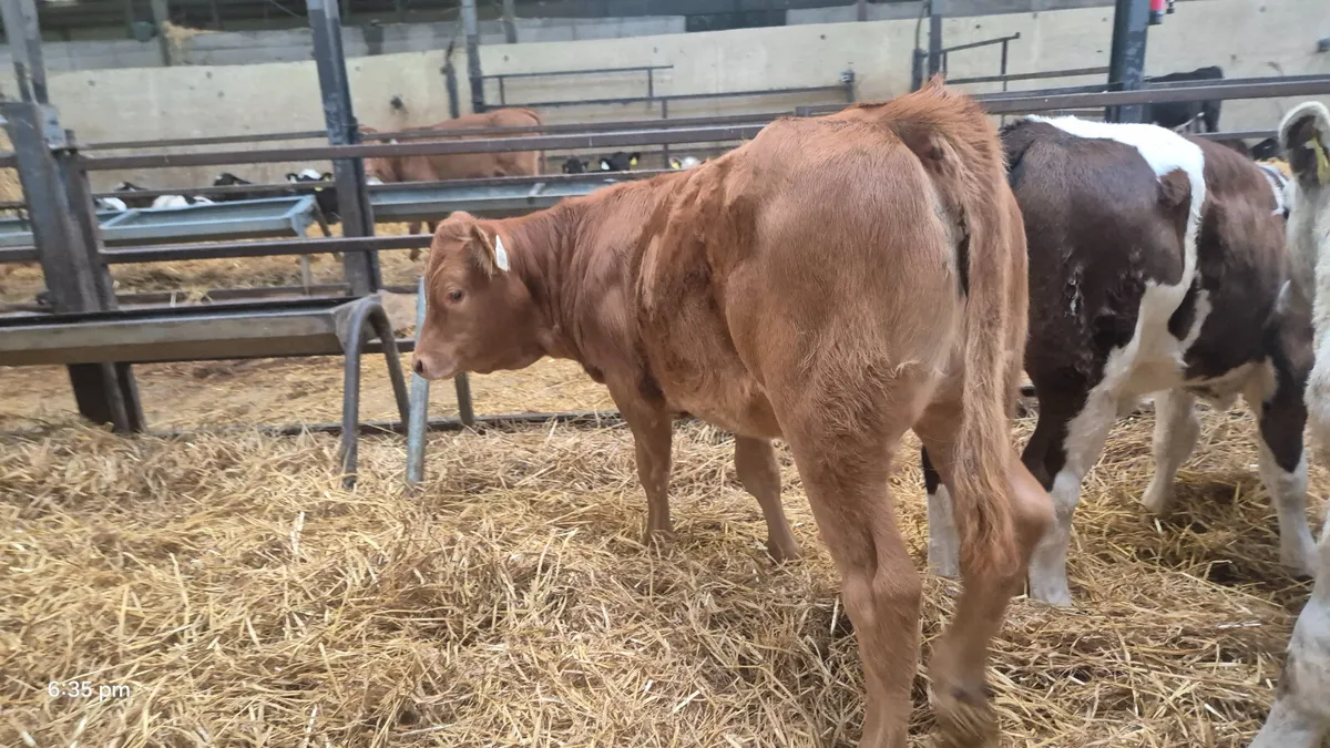 7 Super Continental heifers - Image 3