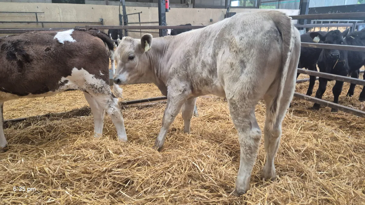 7 Super Continental heifers - Image 4