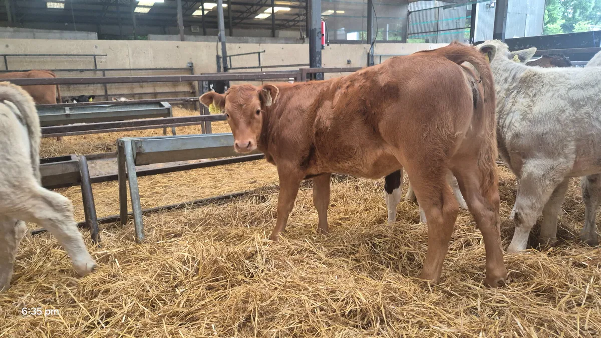 7 Super Continental heifers - Image 1