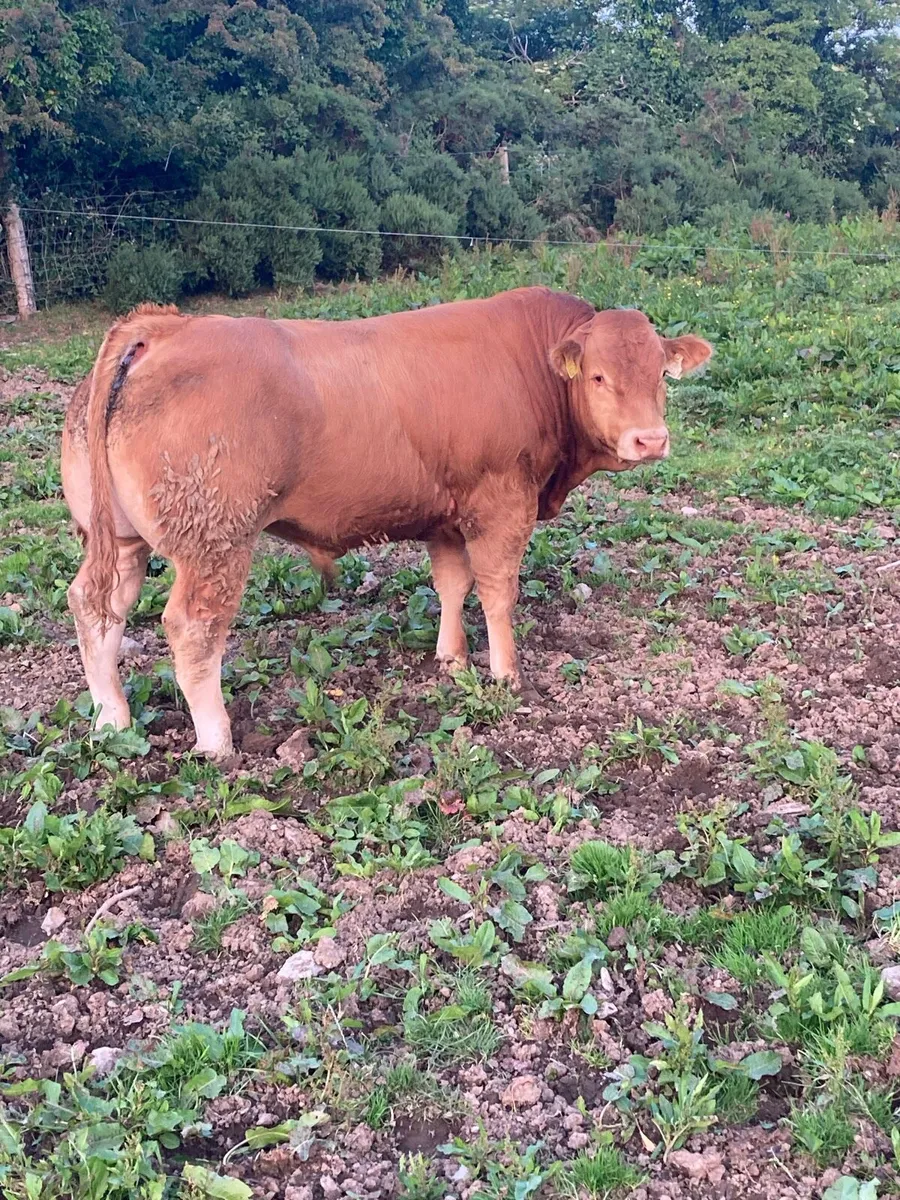 5 Star PBR Limousin Bull for Sale - Image 1