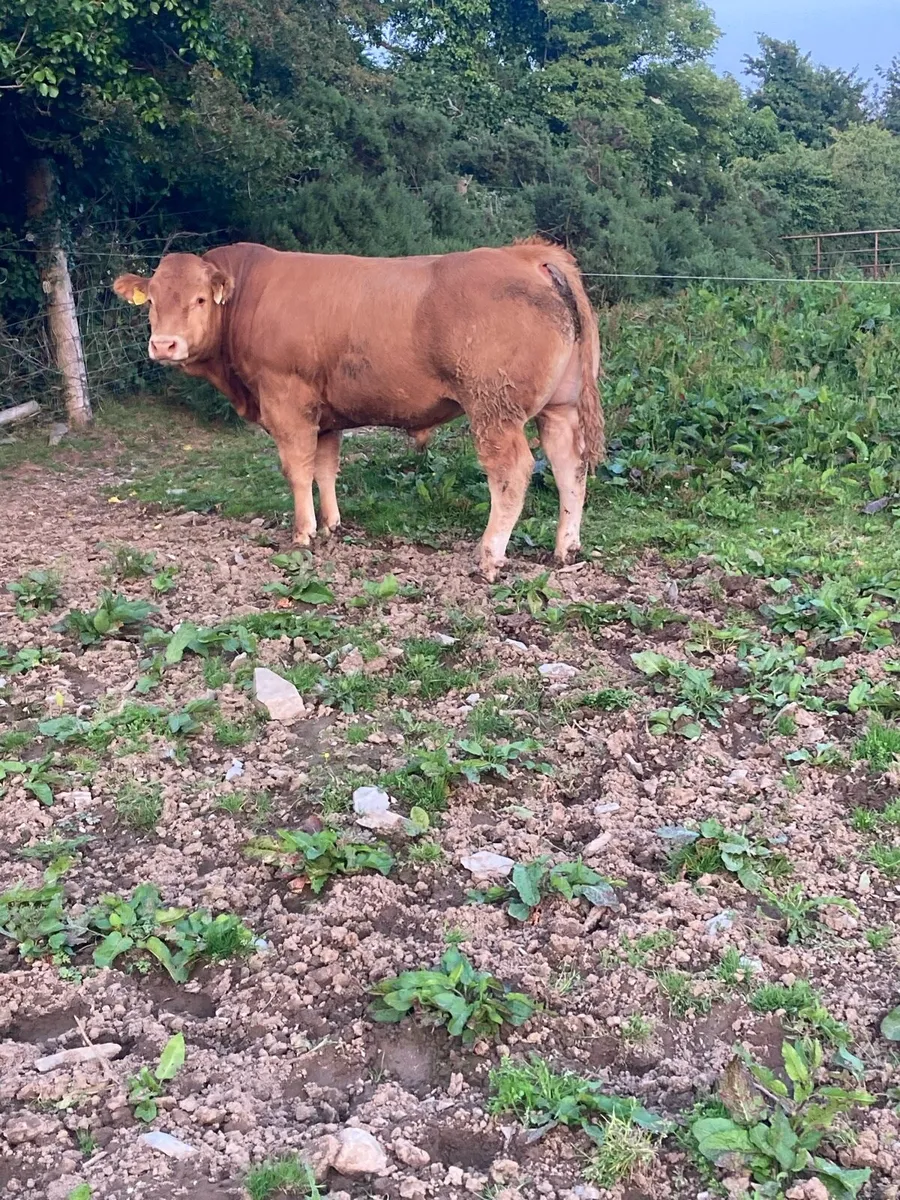 5 Star PBR Limousin Bull for Sale - Image 2