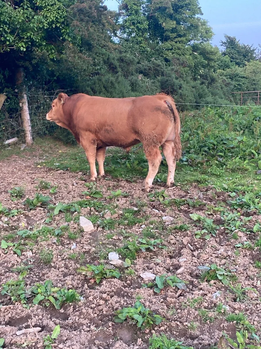 5 Star PBR Limousin Bull for Sale - Image 3
