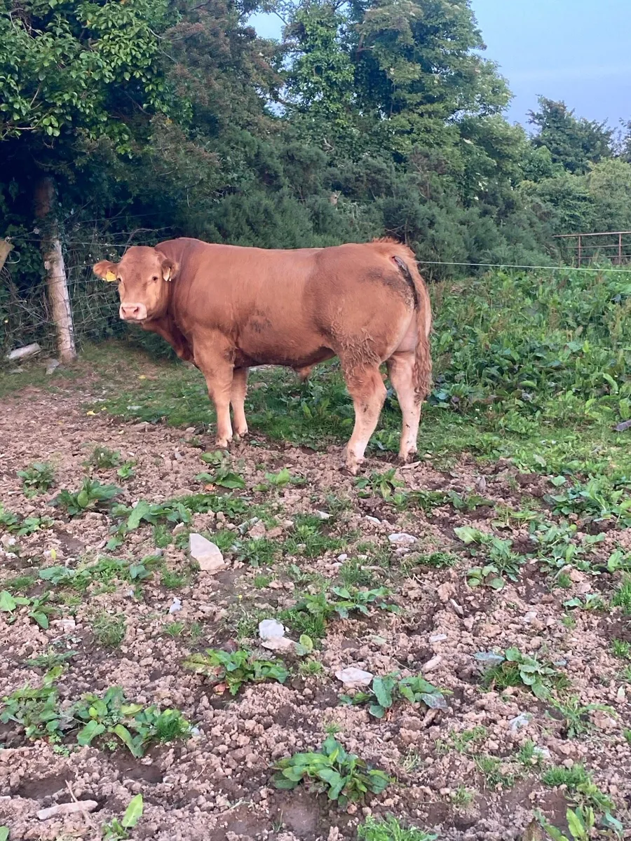 5 Star PBR Limousin Bull for Sale - Image 4