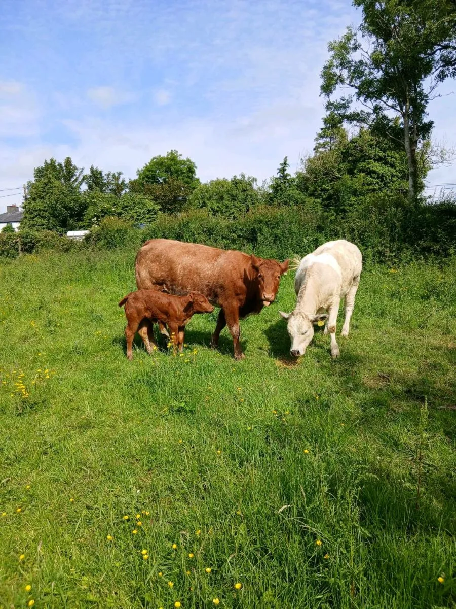 Limousine heifer & roan heifer calf - Image 1