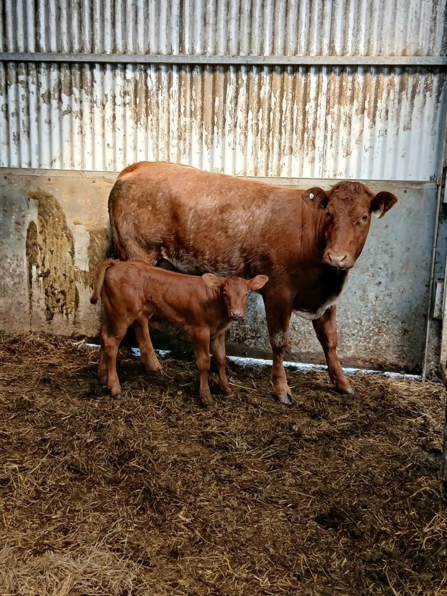 Limousine heifer & roan heifer calf - Image 2
