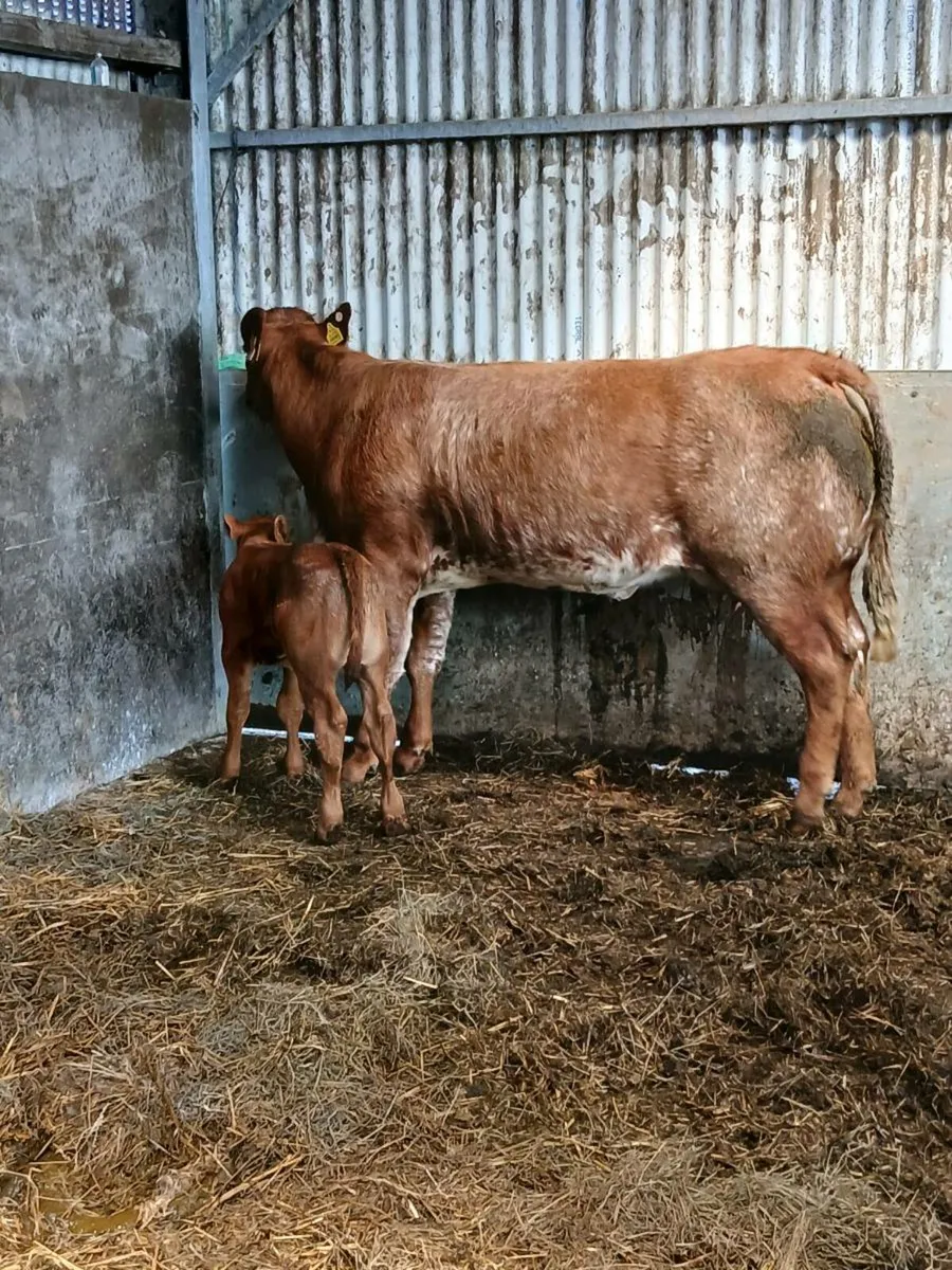 Limousine heifer & roan heifer calf - Image 3