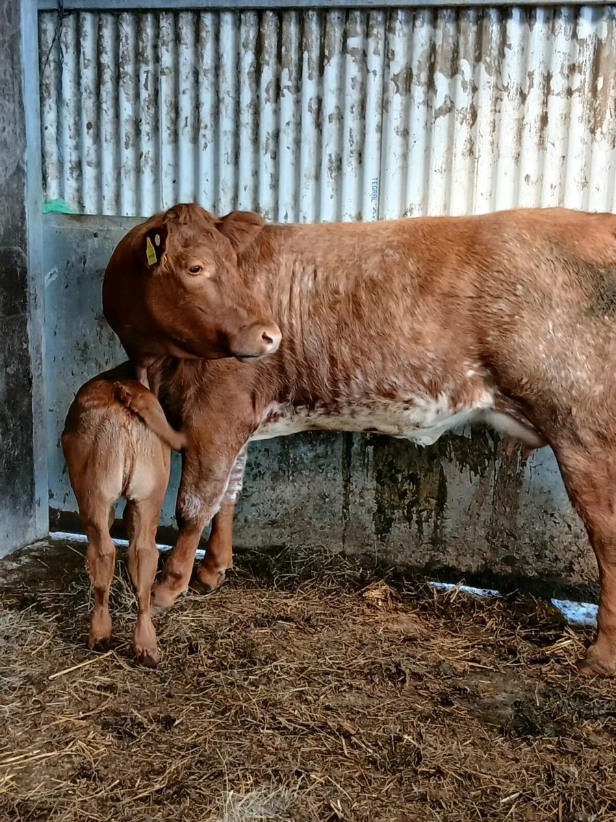 Limousine heifer & roan heifer calf - Image 4