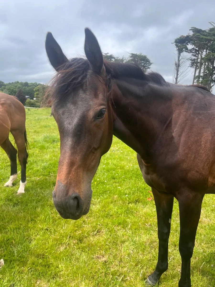4 year old mare - Image 1