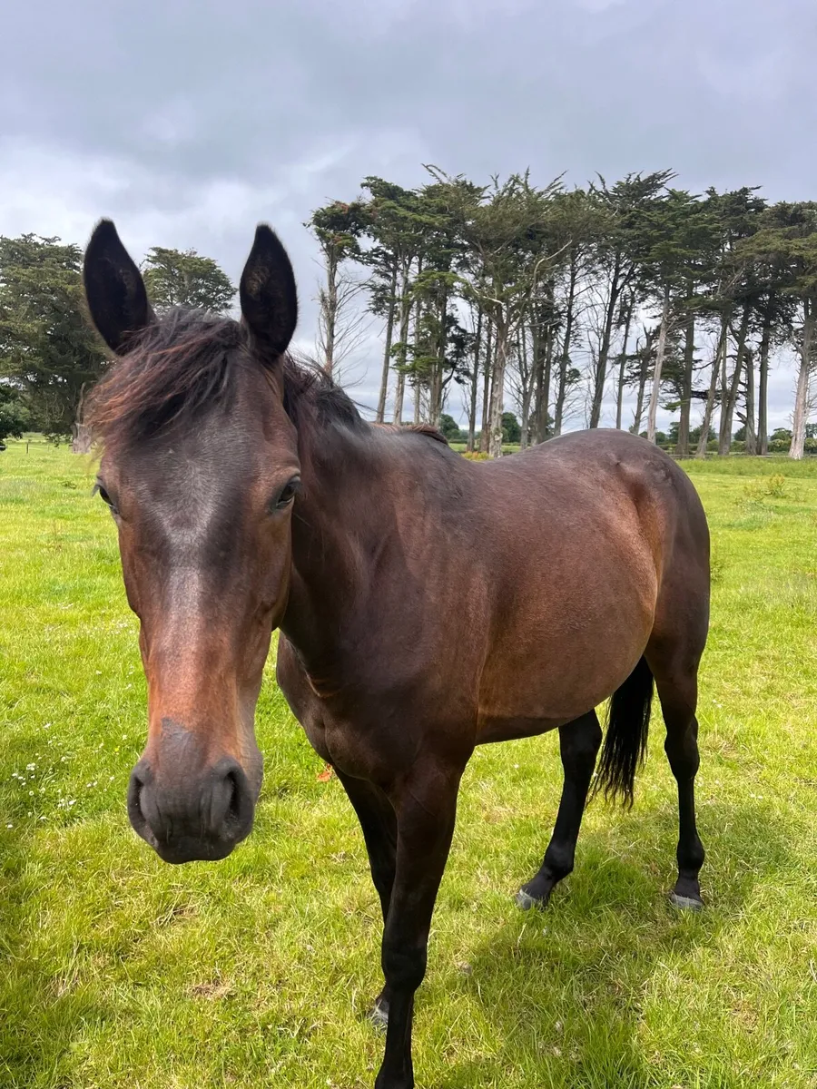 4 year old mare - Image 2
