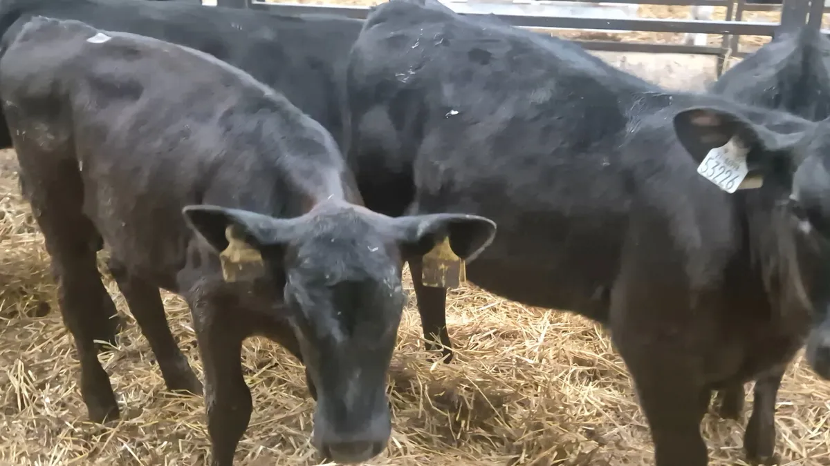 12 Aberdeen Angus heifers for sale - Image 1