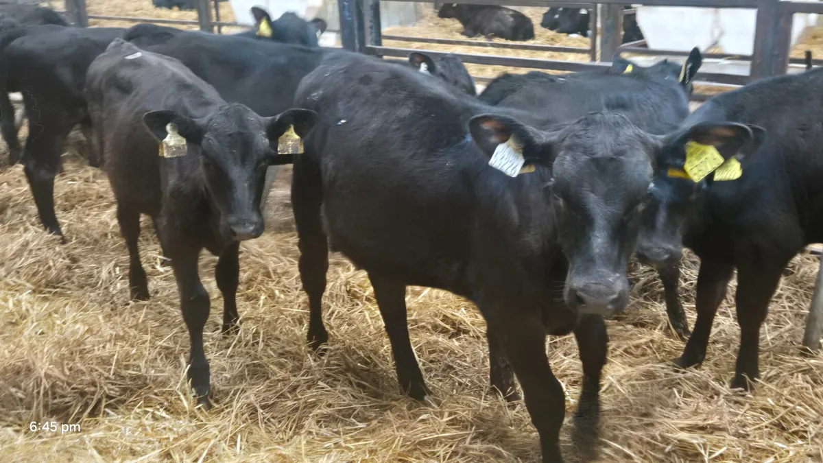 12 Aberdeen Angus heifers for sale - Image 3
