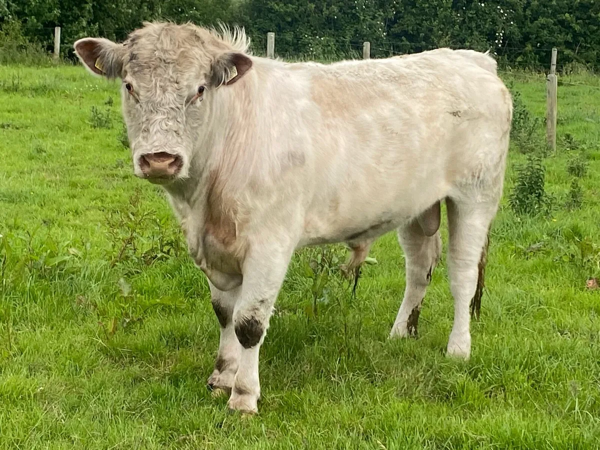 Super PB Shorthorn Bull - Image 1