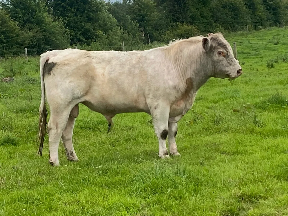 Super PB Shorthorn Bull - Image 2