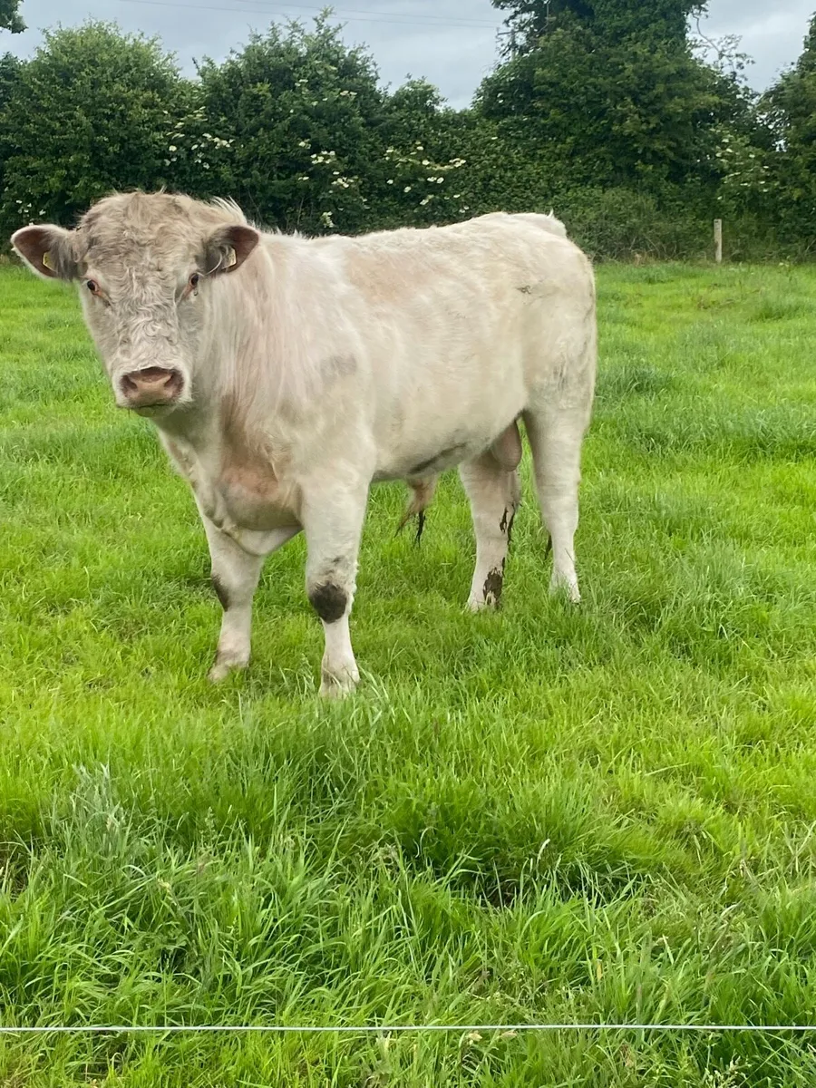 Super PB Shorthorn Bull - Image 3