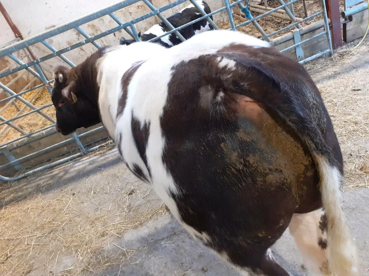 Roan hybrid bull - Image 1