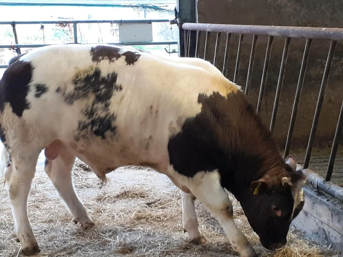 Roan hybrid bull - Image 2