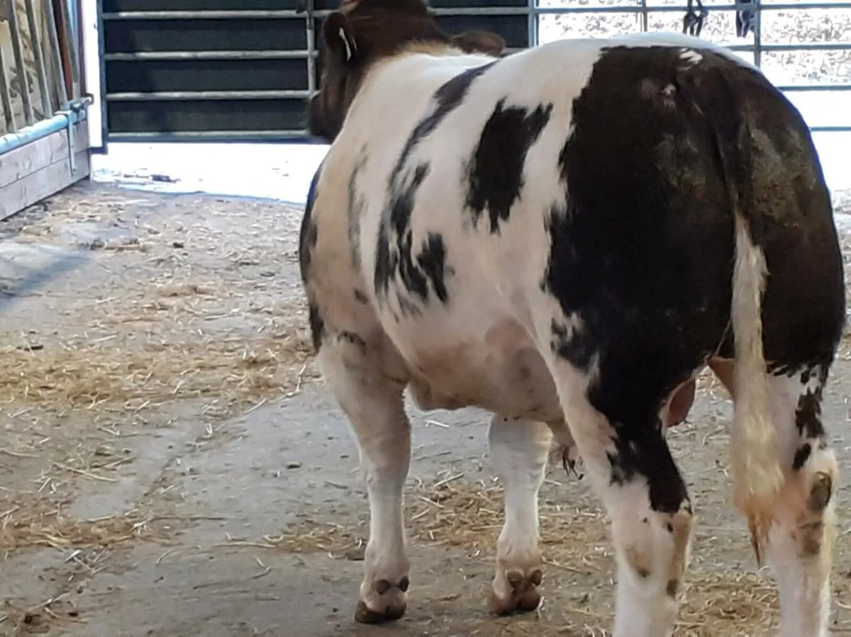 Roan hybrid bull - Image 3