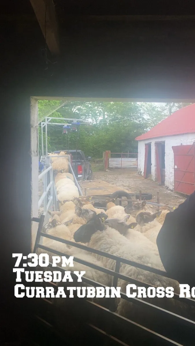 Sheep shearing - Image 4