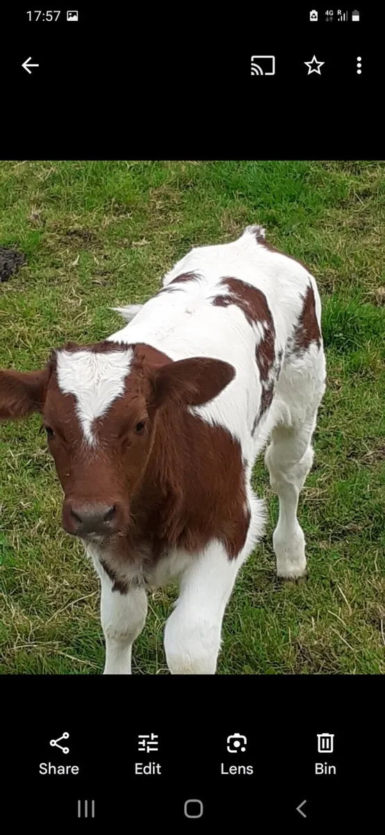 Roan hybrid bull - Image 4