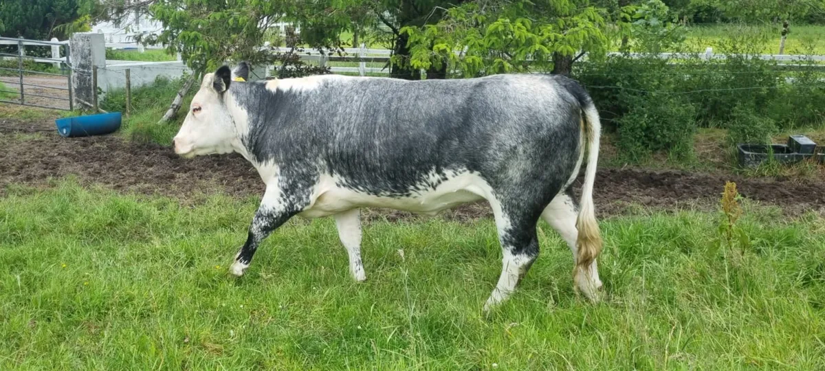 BELGIIAN  BLUE HEIFER BALLA MART LOT 811 SATURDAY - Image 1