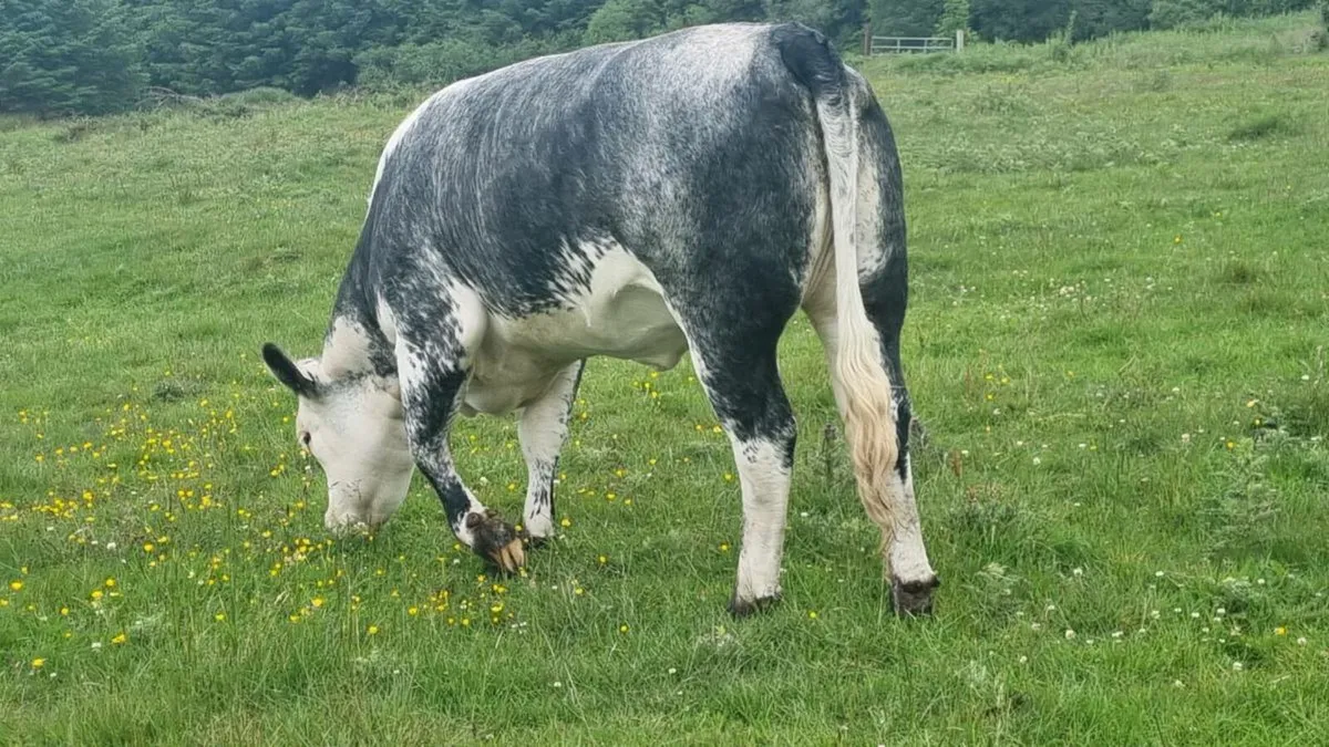 BELGIIAN  BLUE HEIFER BALLA MART LOT 811 SATURDAY - Image 2