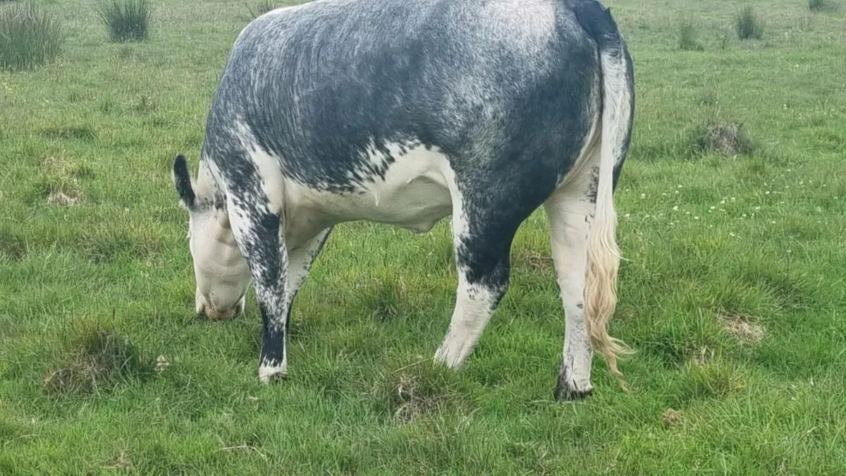 BELGIIAN  BLUE HEIFER BALLA MART LOT 811 SATURDAY - Image 3